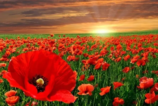 flanders field In Flanders Field
